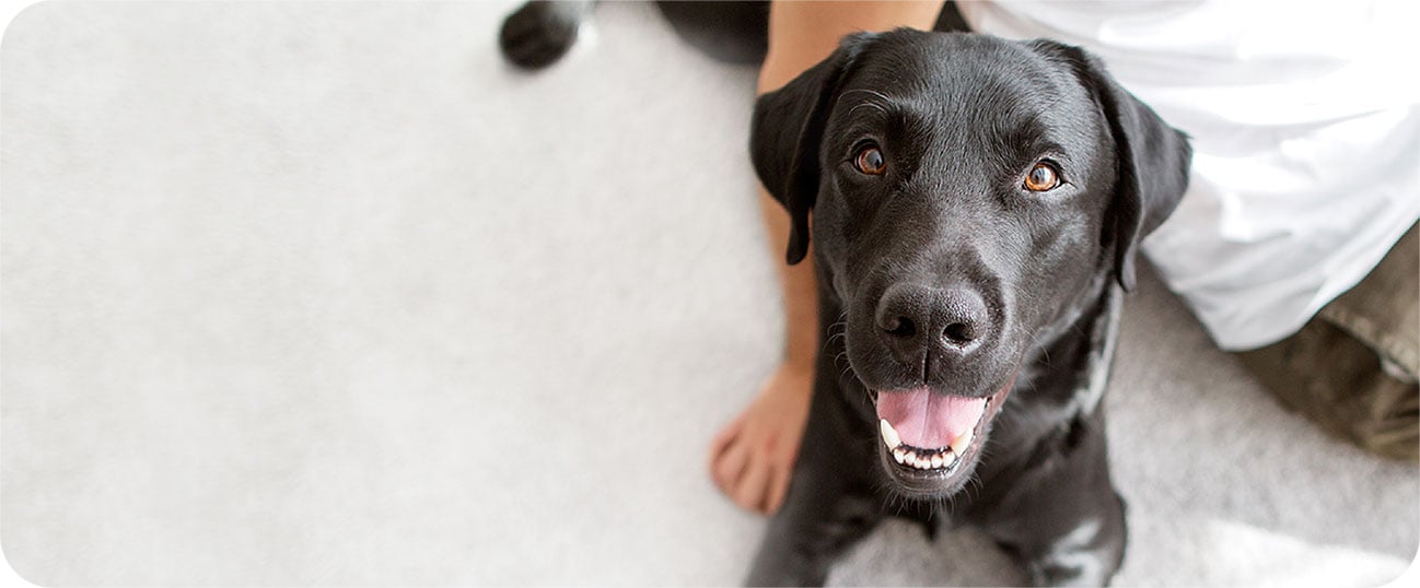 A dog looks up happily while lying next to a person