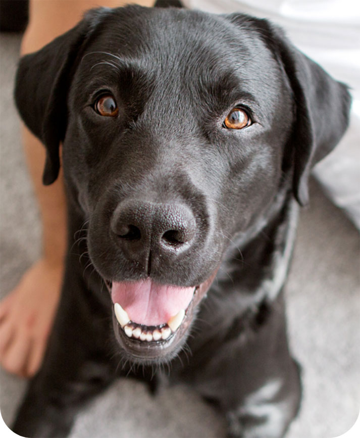 A dog looks up happily while lying next to a person